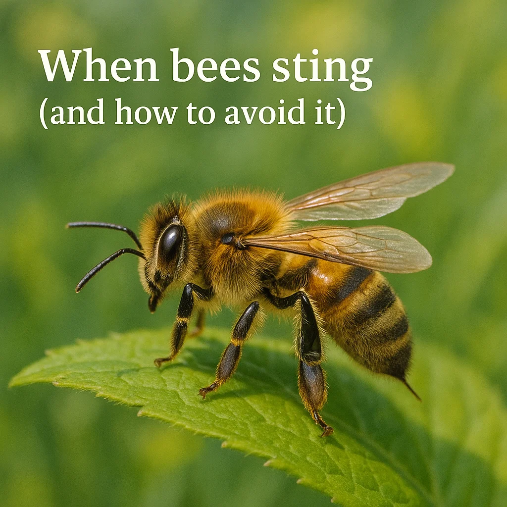 When bees sting (and how to avoid it)
