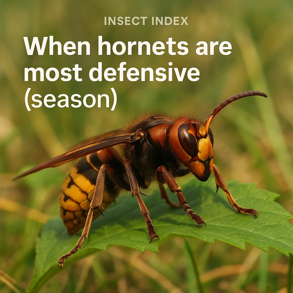 When hornets are most defensive (season)